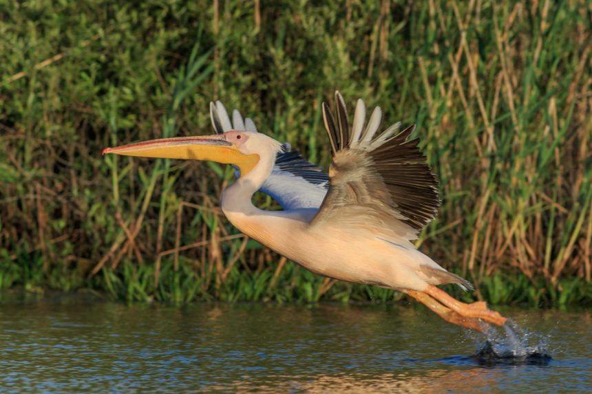 white pelican in Danube Delta, Romania